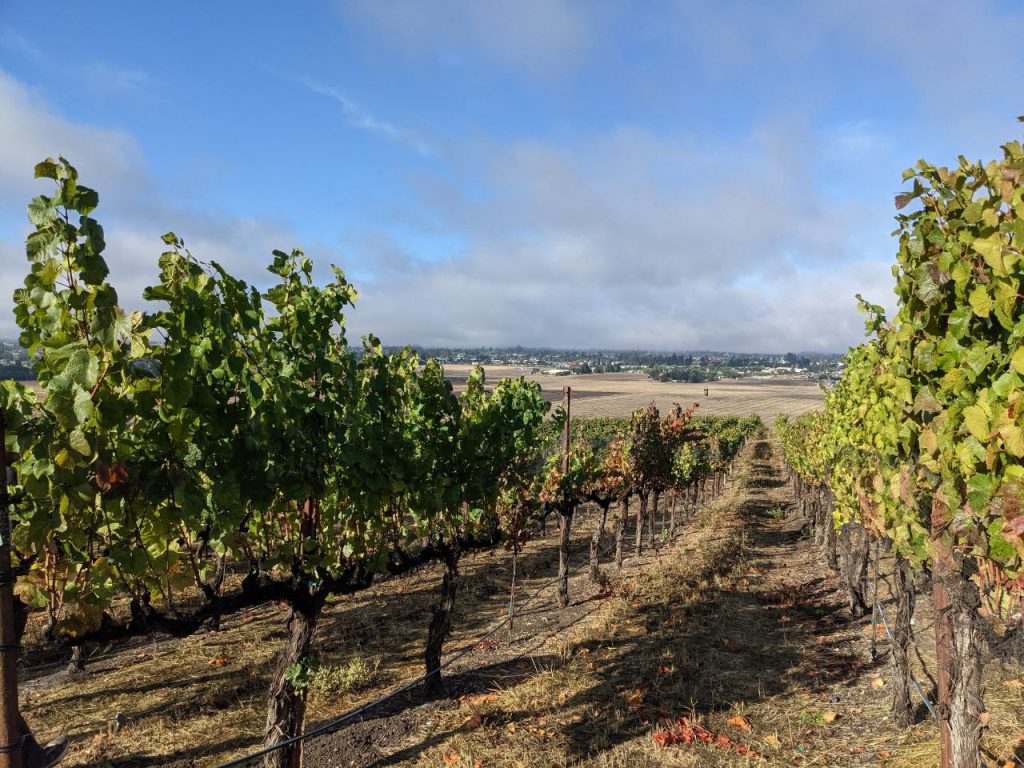 Hummingbird Hill Sonoma Pinot Noir