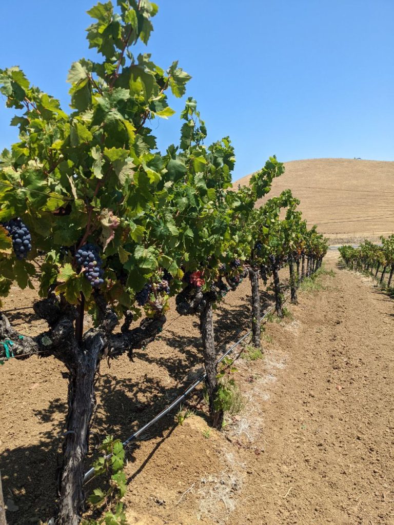 Zinfandel Grapes