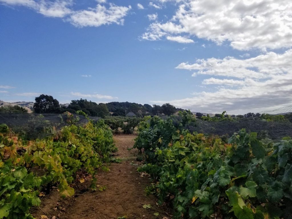 Kim Giles' Soscal Creek Zinfandel