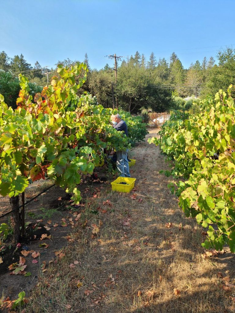 Merlot Vineyard, Calistoga