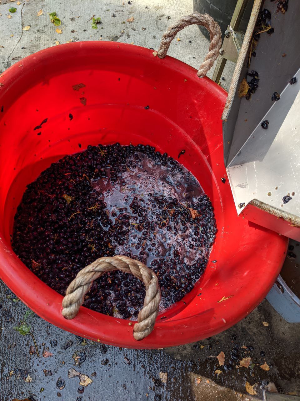 an image of crushed grapes