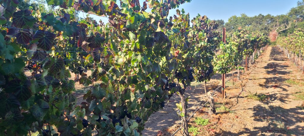 Carlos Madrigal's Carneros Pinot 2024