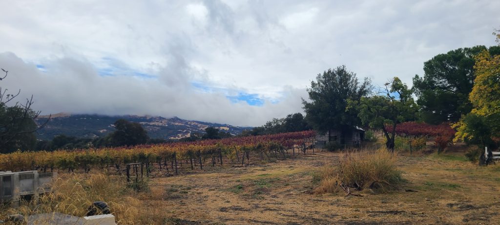 Roger's Zinfandel Vineyard in the winter time